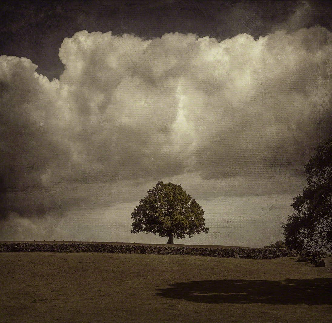 Lone tree on the hill